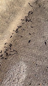 OK, do we have any winter worm experts??? | Ryan Vaughan