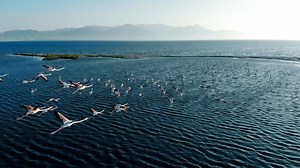 Aerial Elegance: Flamingos in Flight Around the World, Part 1
