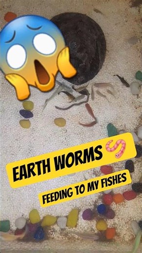 "😱Earth worms 🪱 feeding to my fishes"#shorts #viral #video #ytshorts #fish