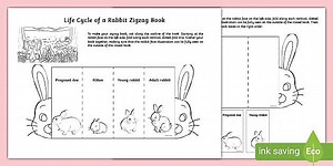 Life Cycle of a Rabbit Zigzag Book