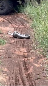 3.9K views · 20 reactions | This African Rock Python secured a hard-earned meal—a reminder that every creature plays its role in the wild. A moment like this is rare to witness, but it’s part of the natural order that keeps the ecosystem thriving.  Gareth Williams #TomoExperience #AfricanRockPython #WildlifeEncounters #NatureUnfiltered #PredatorAndPrey #ThisIsAfrica | Tomo Safari Lodge | Facebook