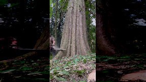 Cutting Down a Huge Cedar Tree