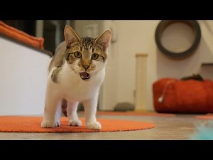 Coffee and Cats: Inside one of America’s Cat Cafe