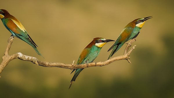 European Bee-eaters Hunting at Sunset