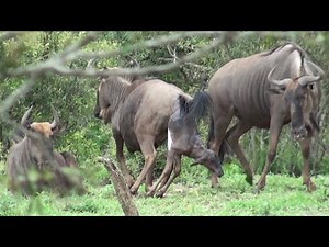 Live WILD BIRTH caught on camera!