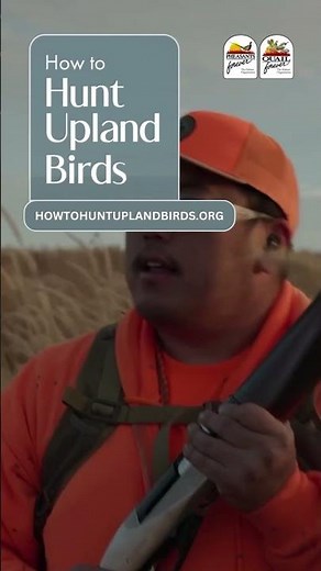 How to Hunt Upland Birds
