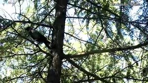 Common Raven Call ! Common Raven Sound ! Raven Call video