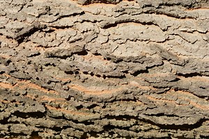 Hackberry Firewood: Pros, Cons, Identification, And Uses