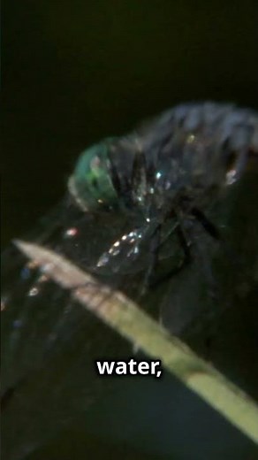 Life Cycle of a Dragonfly #Dragonfly #Nature #Wildlife #Metamorphosis #Insects #Educational #animals