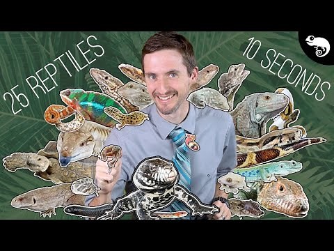 25 Popular Pet Reptiles - Which One Is Right For You?