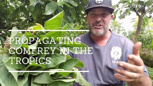 Propagating The Most Useful Plant in a Food Forest Comfrey