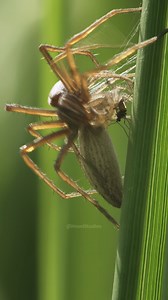 37K views · 143 reactions | Spider Hunting Fly #spider #fly #insect #bug #hunt #nature #wildlife #tree #green #web #legs HA59288 | HAWI Studios | Facebook