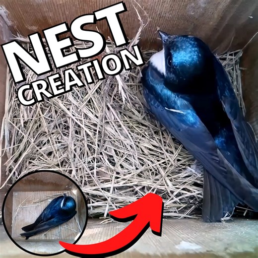 American Tree Swallow constructs her nest piece by piece so spectacularly 🥰👏 | Nest Box Live
