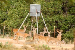 21 DIY Deer Feeder Plans You Can Build