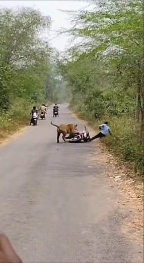 Tiger Suddenly Charges On bike In Indian Jungle Road #tiger #sora #ai #animals #jungle #india