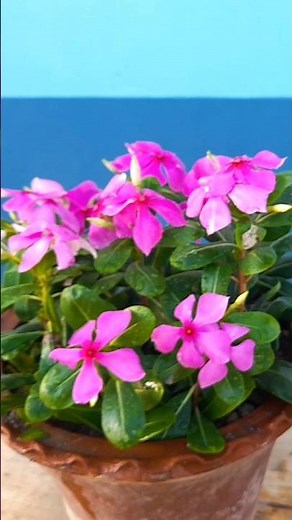 Periwinkle perfection grow blooms that never quit || How to grow periwinkle flower //#highlights