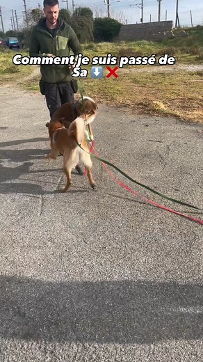 Rééducation en POSITIF pour un chien réactif en 3 séances