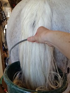 Wash Your Horse's Mane and Tail in Winter