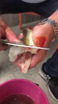 Clean perch 😉🍽 # fishing #food