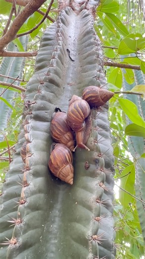 🐌 A Family of Giant Snails Climbing a Thorny Cactus! Nature’s Amazing Adventure#shorts #shortvideo