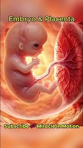 Embryo & Placenta, Early Pregnancy Development #shorts #miracleinmotion #embryo #placenta