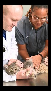 Turn your love of animals into a career with Purdue’s on-campus Veterinary Technician program. Hands-on classes, expert instructors, and the #1 Vet Tech program in the country. See how at purdue.vet/next. | Purdue University College of Veterinary Medicine & Veterinary Hospital