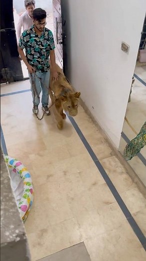 Full story of simba🥺💔missyou king🦁💔#lion #broken #sad #animals #pets #wildlife #pet #simba #yt