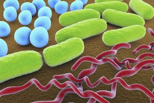 3 Common Shapes of Bacteria