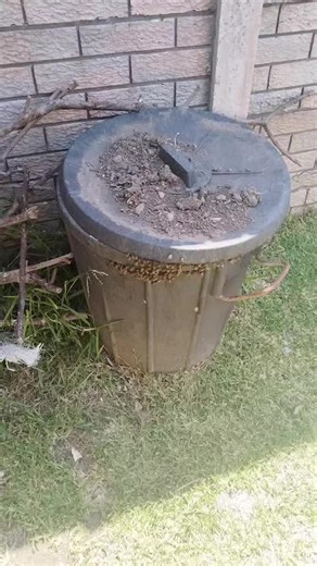 Bee Removal and Relocation Services by TVG Hygiene