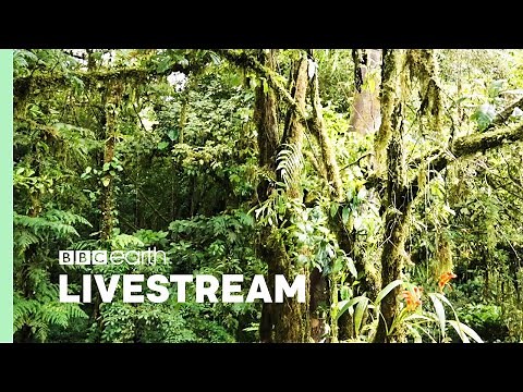 🔴 LIVE: Relaxing Nature Sounds for Focusing | Our Green Planet | BBC Earth