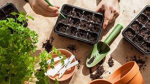 How to Start Seeds Indoors: A Step-by-Step Guide - 2025 - MasterClass