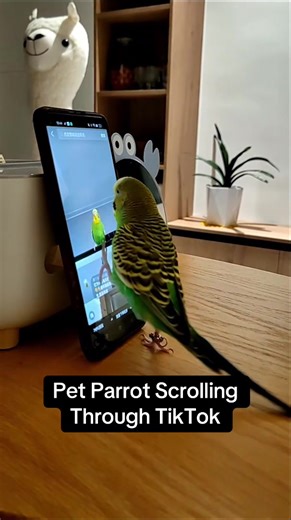 Pet Parrot Scrolling Through TikTok Like A Pro