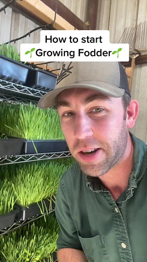 How to Grow Fodder for Animals: A Step-by-Step Guide