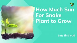 Can Crayfish Die While Molting? ( 6 Reasons Why It Can Happen) - Aqualife