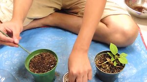 The Angel Trumpet (Brugmansia) Adds Beauty to Your Outdoor Space!