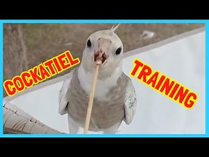 Cockatiel training: - 1 - The target