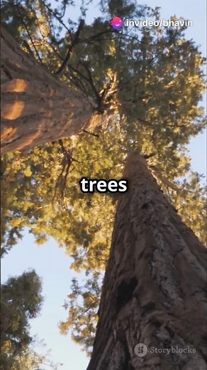 Facts about sequoia trees 🌴