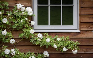 A Guide to Training and Tying in Roses