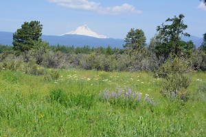 Outstanding Recreational Property with Income Producing Orchard