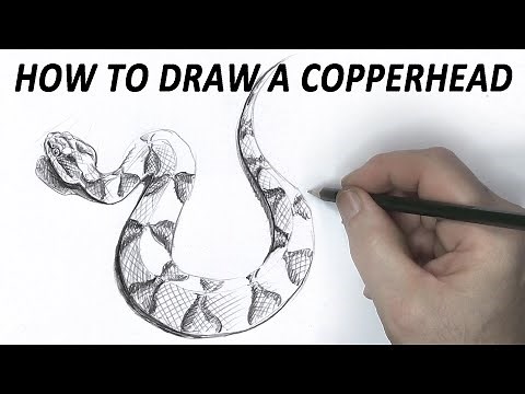 HOW TO DRAW A REALISTIC SNAKE, American Copperhead- (Intermediate)