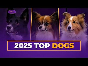 Best of 2025 Masters Agility | Westminster Dog Show