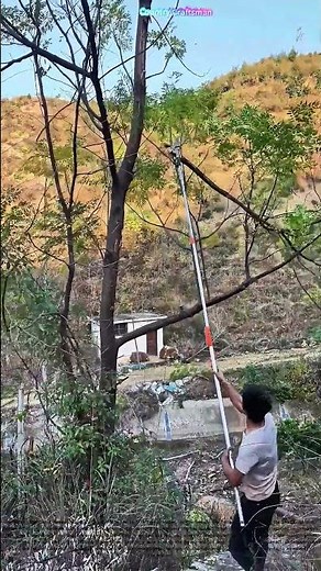 Tree Trimming Mastery: The Skill of Using a Pole Saw