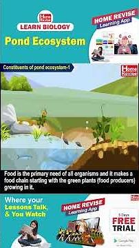 Pond Ecosystem | Learn Biology with Home Revise