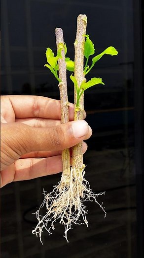 How to growing hibiscus plant at home from stems || Step by step guide in this video /#reels #shorts