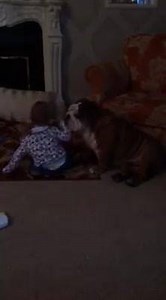 162 reactions · 19 comments | Fetch: The next generation. | Fetch:Harry the Bulldog | Facebook