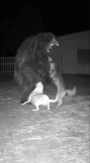 "2 Dogs Brutally Attack Unknown Creature in Farm | What Kind of Creature Was That?"