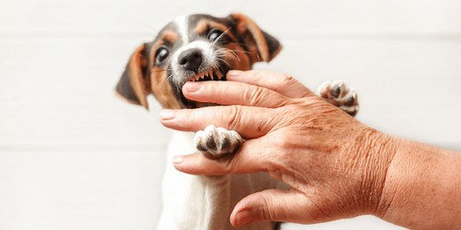 Dog Trainer Tips: Puppy Nipping and Biting | Preventive Vet