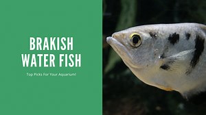 Brackish Water Fish - 15 Great Ones (With Pictures!)