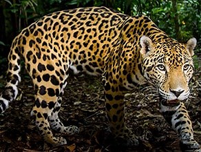 Big Cats | BBC Earth