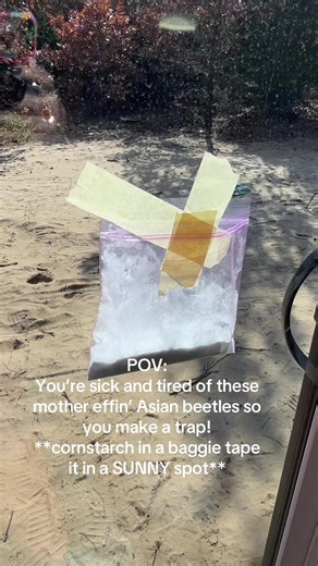 Say Goodbye to Summer Bugs: Effective Trap for Asian Beetles